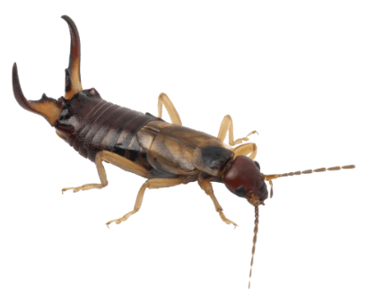 <p>What is the name of these bugs </p>