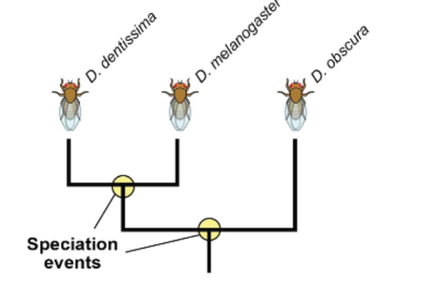 <p>the process by which new species arise</p>