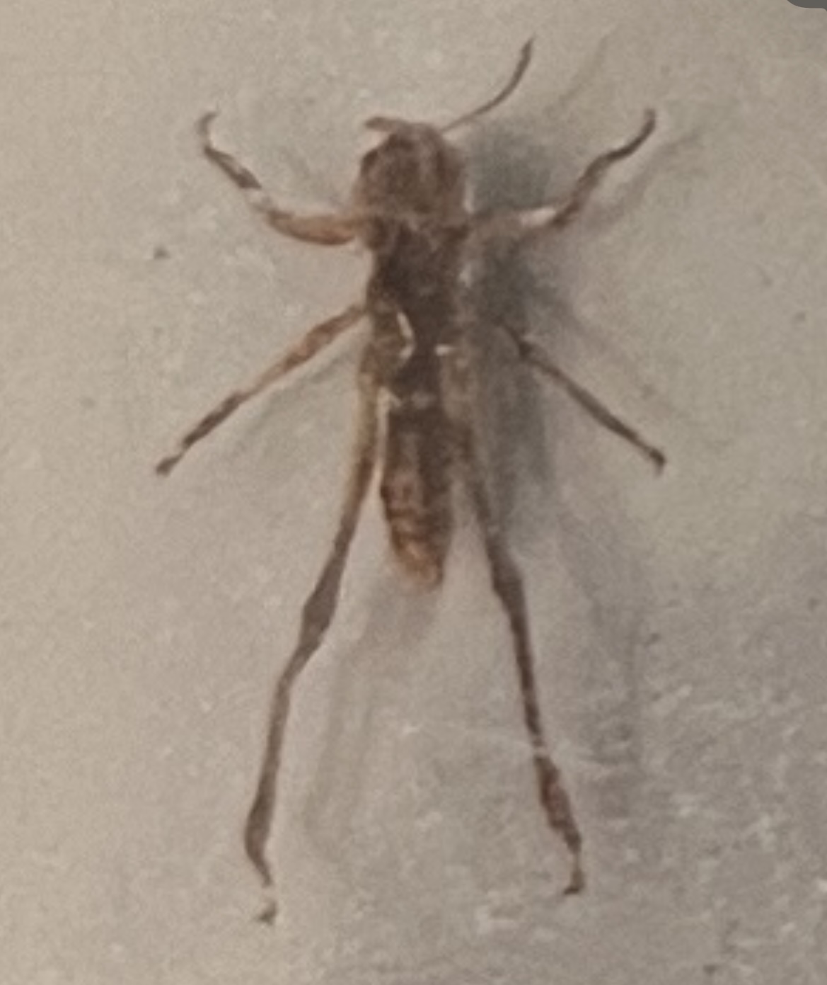 <p>What stage is this grasshopper at?</p>