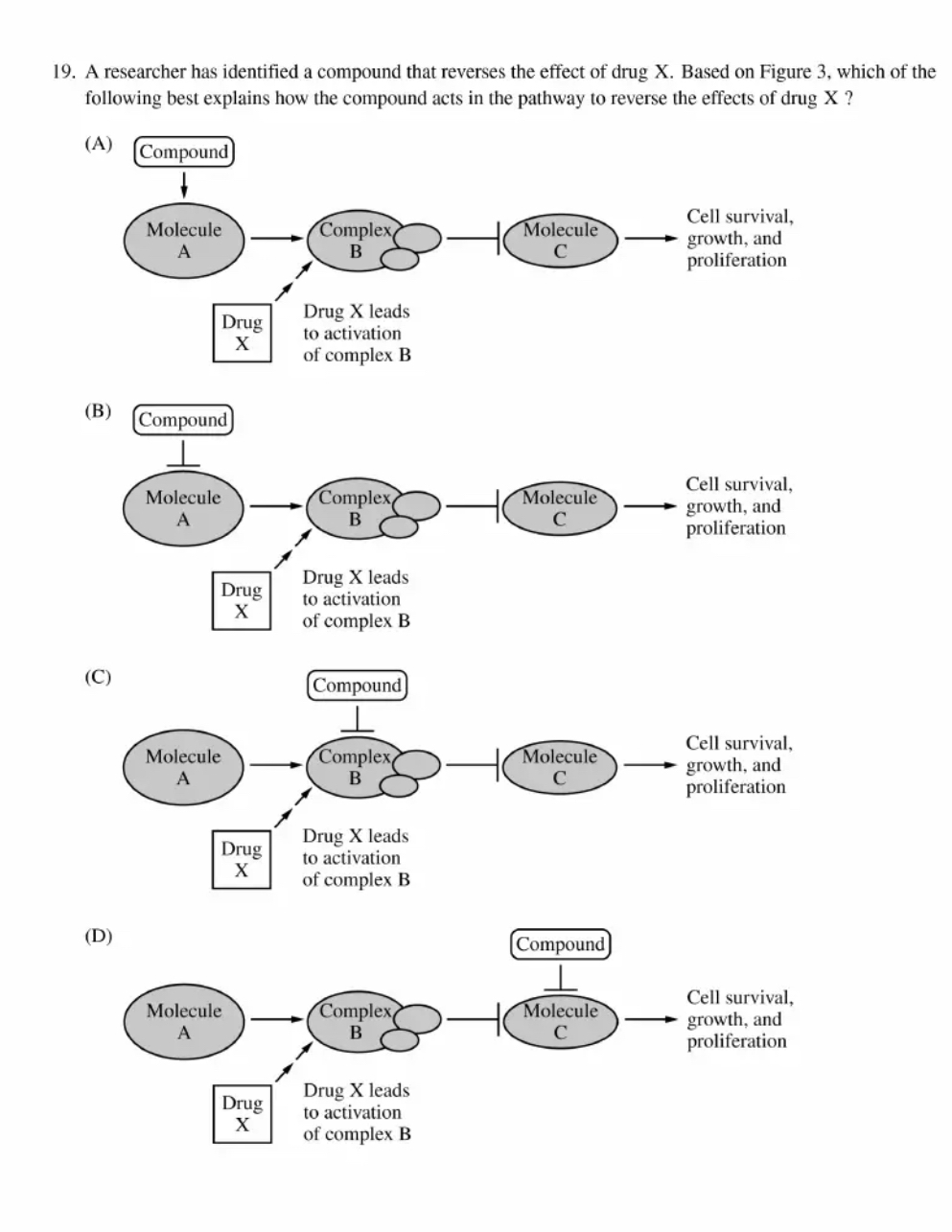 <p>Melanocytes are skin cells that can become cancerous and develop into a cancer known as melanoma. Some cancerous melanocytes have developed resistance to the drugs currently used to treat melanoma. As a result, researchers are investigating the effects of a new compound (drug X) on four different melanoma cell lines. Researchers analyzed cell survival in two cell lines (Figure 1) and oxygen consumption in the presence of drug X in all four cell lines (Figure 2). Figure 3 shows the proposed mechanism by which drug X affects cells.</p><p><img src="https://assets.learnosity.com/organisations/537/VR105958.g02.png" alt="Figure 1 presents a graph with three curves showing the percent survival of normal melanocytes and cancerous melanocyte (melanoma) lines 1 and 2 after treatment with different concentrations of drug X. The horizontal axis is labeled Concentration of Drug X, micromolar, and the numbers 0 through 200, in increments of 50, are indicated. The vertical axis is labeled Percent Cell Survival and the numbers 0 through 100, in increments of 10, are indicated. All data points are approximate. A curve representing the survival of normal melanocytes starts at the point 0 comma 100 and moves horizontally and only very slightly downward to end at the point 180 comma 98. A second curve representing cell line 1 starts at 0 comma 100 and moves steeply down and to the right, passing through data points that include 25 comma 62, 40 comma 19 and 52 comma 10. The curve starts to level off as it approaches the horizontal axis with points at 120 comma 2 and finally 170 comma 4. A third curve representing cell line 2 starts at the point 0 comma 92 and moves approximately horizontally to the point 20 comma 92, after which it moves steeply down and to the right, passing through data points that include 30 comma 71 and 50 comma 42. The curve then moves more slowly down as it continues to the right, passing through data points that include 80 comma 30, 105 comma 28, 140 comma 27 and finally 180 comma 26." width="380" height="211"></p><p>Figure 1. Percent survival of normal melanocytes and cancerous melanocyte (melanoma) lines 1 and 2 after treatment with different concentrations of drug X</p><p><img src="https://assets.learnosity.com/organisations/537/VR105958.g09.png" alt="Figure 2 presents a bar graph of oxygen consumption per cell in four melanoma lines after treatment with either solvent alone or solvent containing drug x. The horizontal axis is labeled Cell Line and the numbers 1 through 4 are shown. The vertical axis is labeled “Picomoles O 2 Consumed per Cell after Treatment”, and the numbers 0.0 through 0.6, in increments of 0.2 are indicated. All data points are approximate. For cell line 1, the bar representing solvent alone reaches 0.2 with an error bar from 0.18 to 2.2 and the bar representing solvent with drug reaches 0.05 with an error bar from 0.025 to 0.075. For cell line 2, the bar representing solvent alone reaches 0.32 with an error bar from 0.26 to 0.38 and the bar representing solvent with drug reaches 1.0 with an error bar from 0.065 to 1.035. For cell line 3, the bar representing solvent alone reaches 0.26 with an error bar from 0.2 to 0.32 and the bar representing solvent with drug reaches 0.09 with an error bar from 0.08 to 1.0. For cell line 4, the bar representing solvent alone reaches 0.23 with an error bar from 0.18 to 0.28 and the bar representing solvent with drug reaches 0.05 with an error bar from 0.01 to 0.06." width="240" height="170"></p><p>Figure 2. Oxygen consumption per cell in four melanoma lines after treatment with either solvent alone or solvent containing drug X. Error bars represent ±2SE𝑥¯.</p><p><img src="https://assets.learnosity.com/organisations/537/VR105958.g07.png" alt="Figure 3 shows a model of a pathway leading to cell survival, growth, and proliferation and the likely effect of drug X. The components of the pathway are Molecule A, Complex B, and Molecule C. A description of the pathway is as follows: Molecule A is represented on the far left as an oval. An arrow points from Molecule A to Complex B that is represented as a large oval plus two smaller ovals. A horizontal line with a perpendicular bar at its right end is positioned between Complex B and Molecule C to its immediate right. Molecule C is also represented as an oval. An arrow points from Molecule C to the words Cell survival, growth and proliferation. Below the pathway, two arrows extend from a box labeled “Drug X” to Complex B. A note next to Drug X states “Drug X leads to activation of complex B.”" width="420" height="107"></p><p>Figure 3. Pathway leading to cell survival, growth, and proliferation and the likely effect of drug X</p><p></p><p><strong><u><span>A researcher has identified a compound that reverses the effect of drug X. Based on Figure 3, which of the following best explains how the compound acts in the pathway to reverse the effects of drug X?</span></u></strong></p>