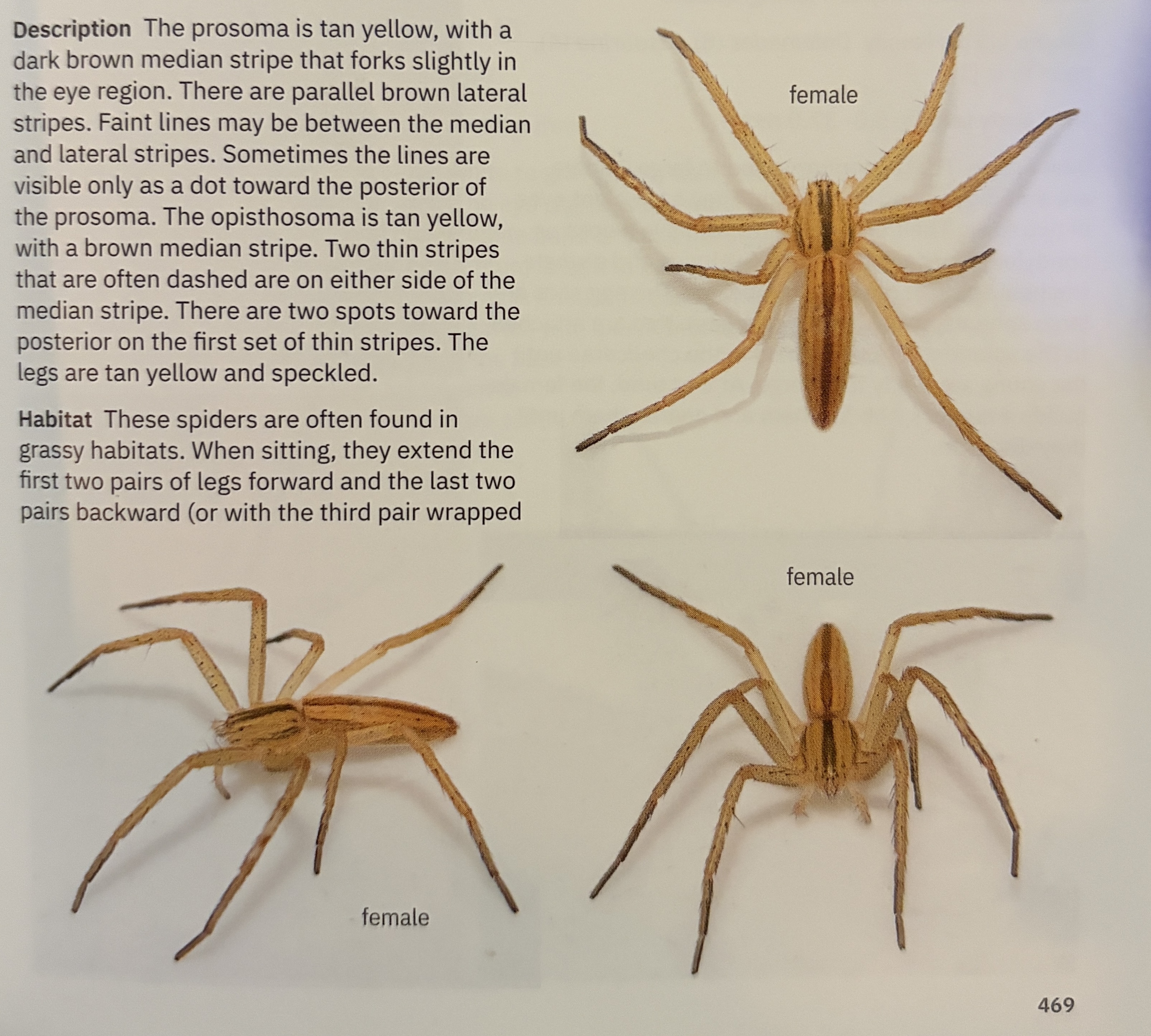 <p>Tibellus oblongus - “oblong running spider”</p><p>family: Philodromidae</p>