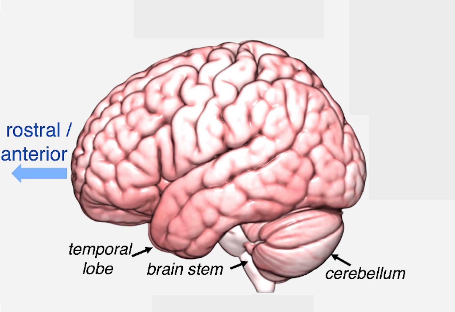 <p>The term <span style="background-color: white;"><strong>rostral</strong></span> is sometimes used instead of anterior (for example, the <span style="background-color: white;"><em>rostral prefrontal cortex</em></span> refers to the anterior tip of the frontal lobes). This is the forward part of the brain</p>