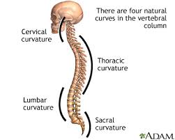 <p>Cervical and lumbar</p>