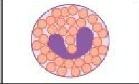 <p>Releases toxins that kill bacteria/parasites but also causes tissue damage at the same time. Circulates in blood and migrates to tissue.</p>
