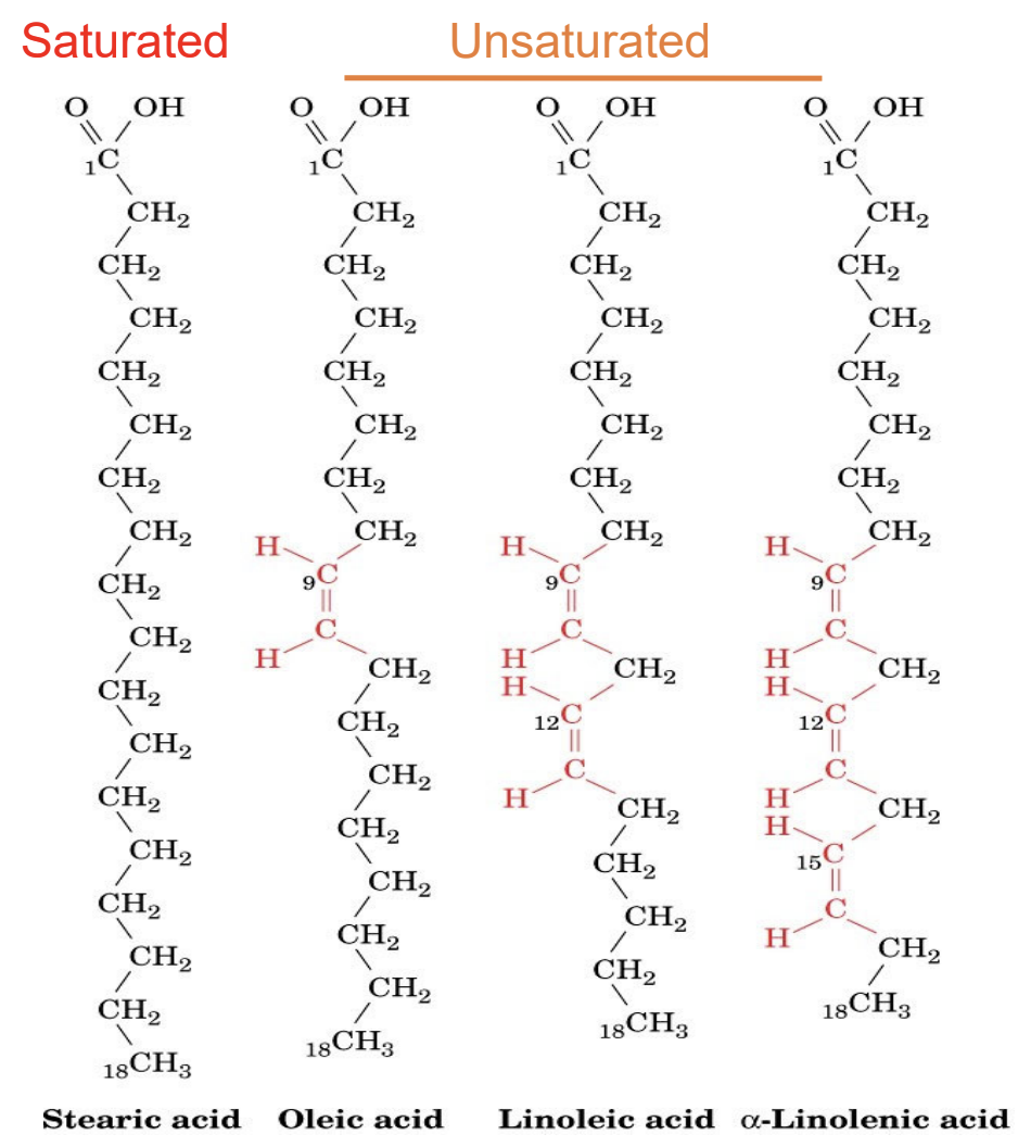 <p>What fatty acid chain lengths are most common in biology?</p>