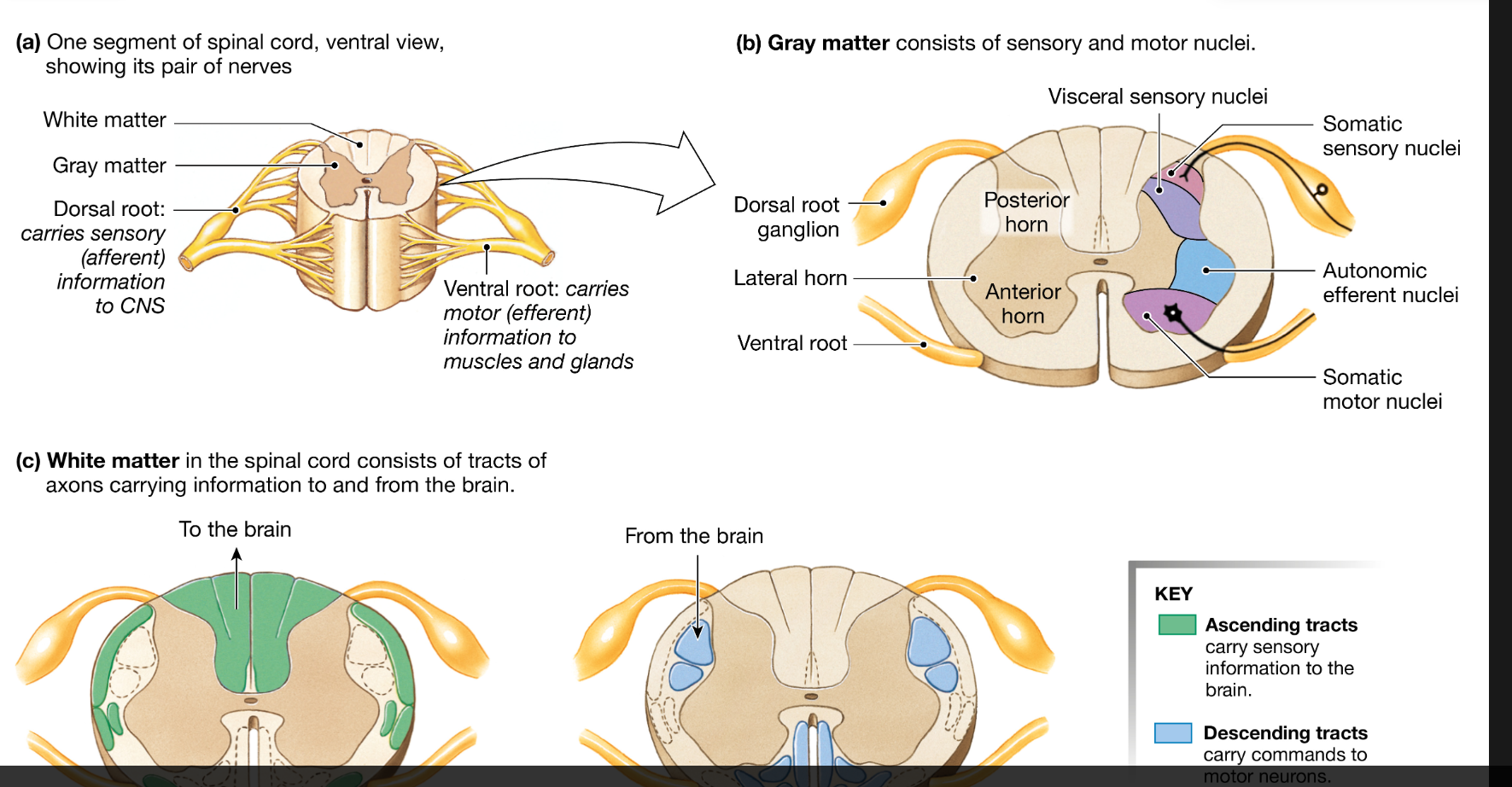 <p>When viewed on a macroscopic level, the tissues of the CNS are divided into gray matter and white matter</p><p></p><p><strong>White matter</strong> is mostly myelinated axons and contains very few neuronal cell bodies. Its pale color comes from the myelin sheaths that surround the axons.</p><p></p><p><strong>Gray matter </strong>consists of unmyelinated nerve cell bodies, dendrites, and axons.</p>