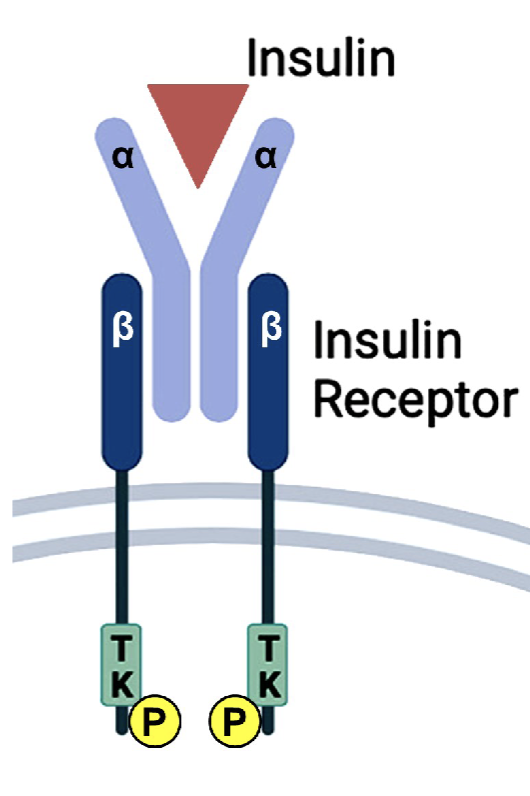 <p>kinase-linked receptor: </p><p>causes intracellular enzymatic activity of intracellular receptor domain and recruit other molecules intracellular to cause a action</p>