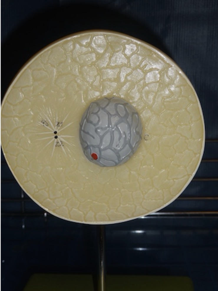 <p>Name the phase of the cell’s life</p>