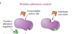 <p>Small molecule that increases the enzyme activity and binds outside the active site (allosteric)</p>