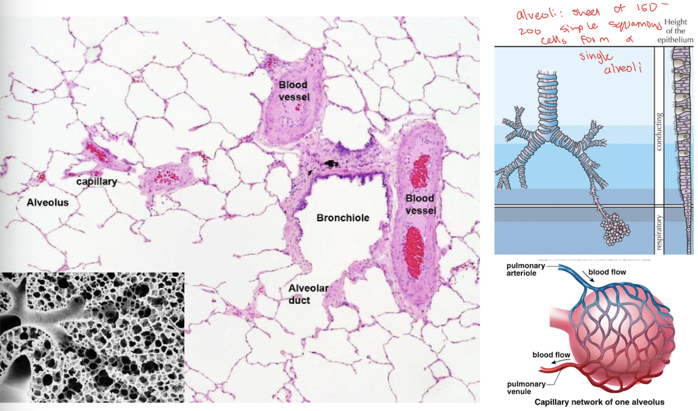 <p>Capillaries, alveoli, and serous membranes</p>