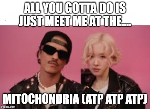 <p>In the <strong>mitochondria</strong>, where <strong>aerobic respiration</strong> takes place.</p>