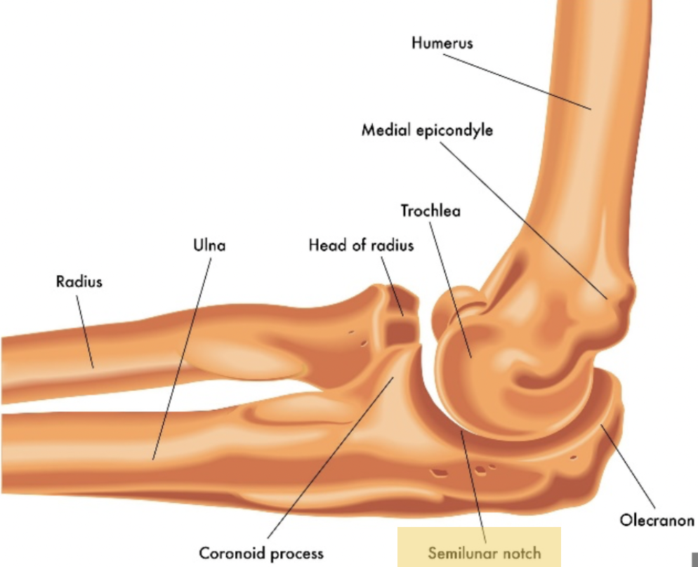 <p>The <strong>trochlear notch</strong> (semilunar in picture)</p>