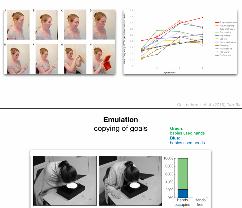 <p></p><p><strong>Imitatie</strong></p><p>→ kopiëren van acties (mirror neuronen)</p><p>grof template!!</p><p><strong>Emulatie </strong><span data-name="fire" data-type="emoji">🔥</span><strong> (belangrijk)</strong></p><p>→ kopiëren van <strong>doel</strong></p><p><span data-name="point_right" data-type="emoji">👉</span> Baby kiest slimste manier om doel te bereiken</p><p>Goldilocks effect</p>