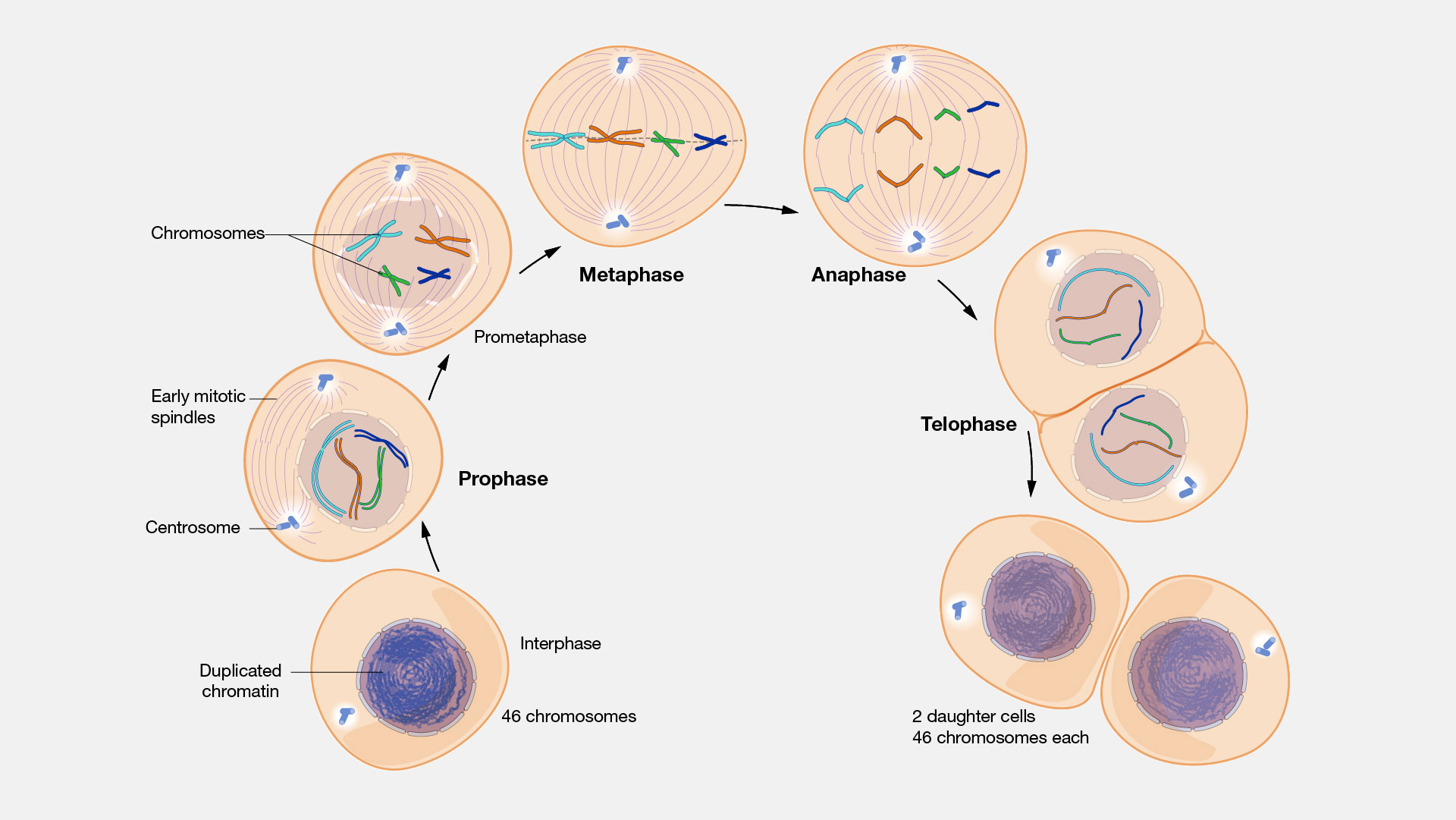 <p><span>Mitosis is the </span><strong>division of the nucleus</strong><span> → produces </span><strong>two genetically identical daughter cells</strong></p>
