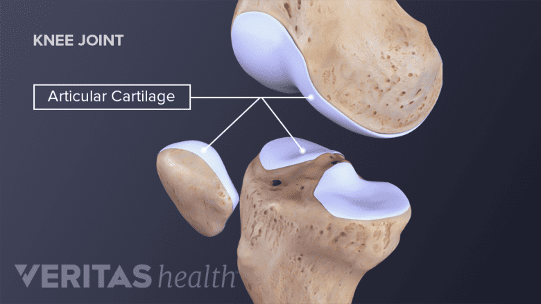<p>what are the 2 main types of cartilage?</p>