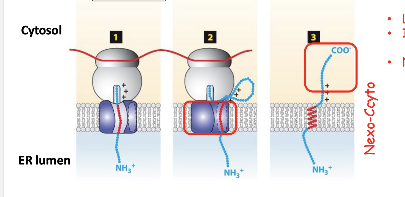 <p>a non-cutting terminal sequence that requires a single internal hydrophobic anchor sequence. The N terminal is in the ER lumen, and the C terminal is in the cytosol </p>