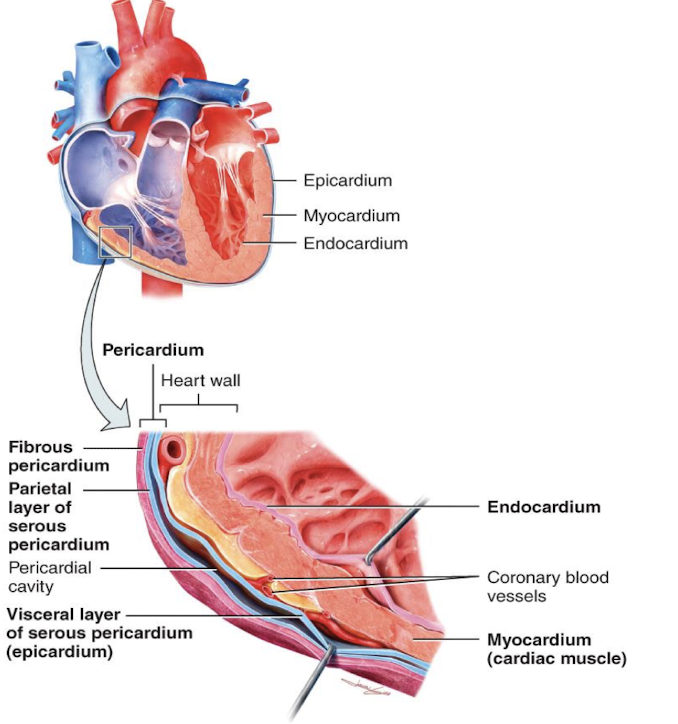<ol><li><p>epicardium</p></li><li><p>myocardium</p></li><li><p>endocardium</p></li></ol><ul><li><p>1 being the outermost, 3 being the innermost</p></li></ul><p></p>
