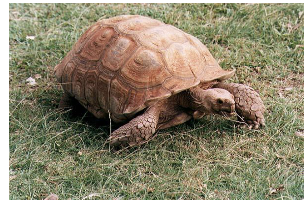 <p>Tortoises</p><p>17 gen, 58 sp </p><p>• Found nearly worldwide in tropical and warm-temperate areas</p><p>• Most diversity in Africa and Asia</p><p>• Terrestrial, many herbivorous or omnivorous</p><ul><li><p>stocky, elephant like legs </p></li><li><p>tall, domed shell</p></li><li><p>enlarged scales on front of forelimbs</p></li></ul><p>• Pancake tortoise (Malacochersus tornieri) has flattened, soft</p><p>shell and hides in rock crevices</p><p>• 3 species of tortoises in United States (genus Gopherus)</p><p>• Found only in warmest parts of the country</p>