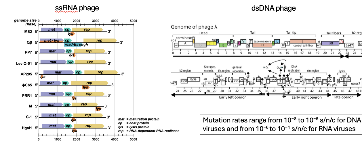 <p>Encode as<em> few as three genes</em> and as many as<u> hundreds of genes</u></p><p></p>