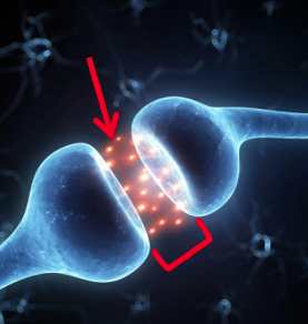 <p>What does Neurotransmitters released do?</p>