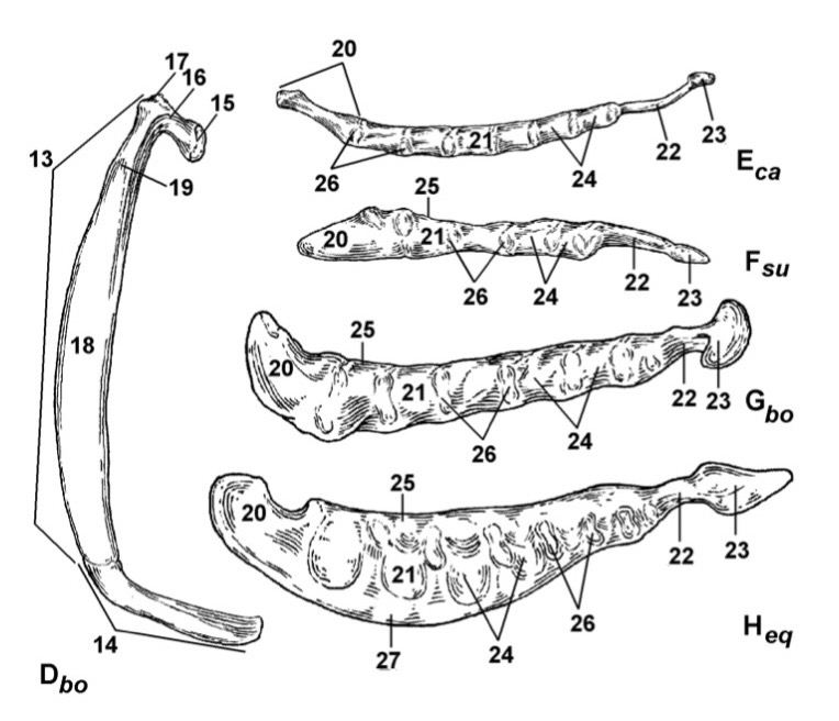 <p>Type the latin name of the part in 23.</p>