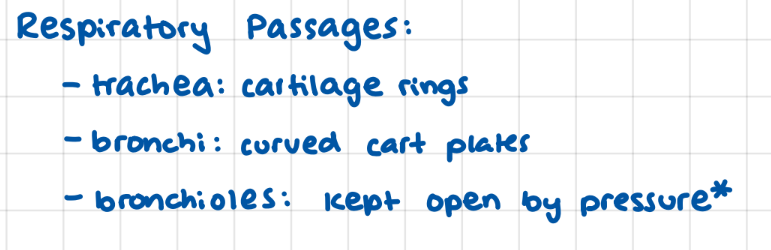 <p>trachea: cartilage rings, bronchi: cruved cartilage plates, bronchioles: pressure</p>