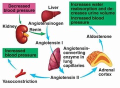 <p>Blood pressure and fluid balance.</p>