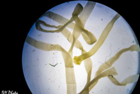 <p>Phylum &amp; name?</p>