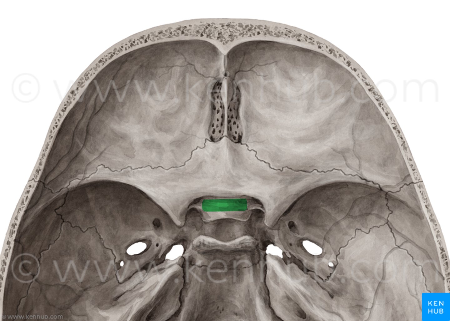 <p>voor de kruising van oogzenuwen: het chiasma opticum, dorsaal</p>