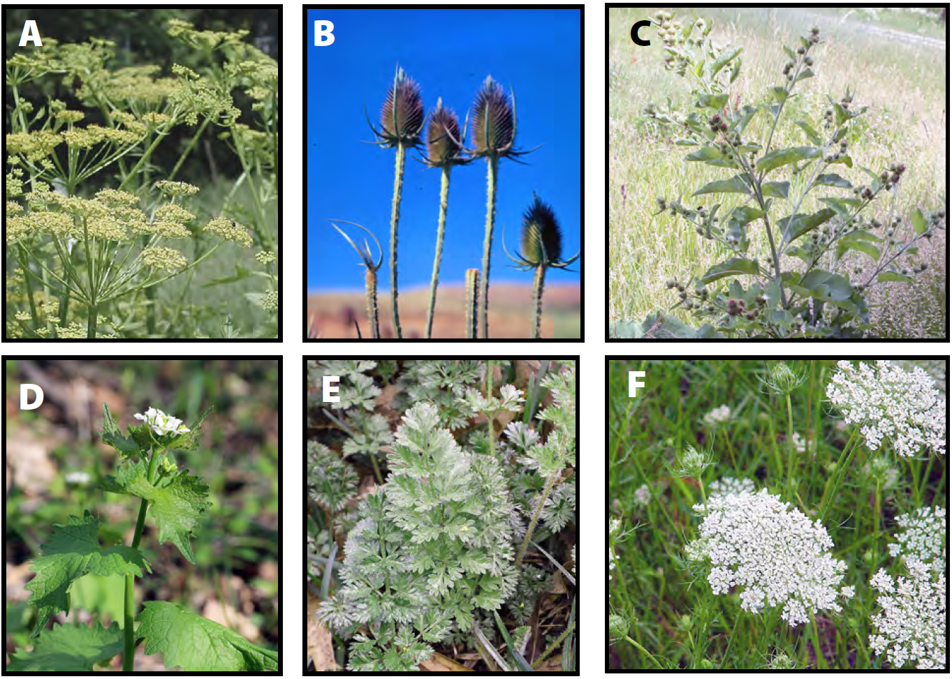<p>Common biennial weeds in Wisconsin</p>