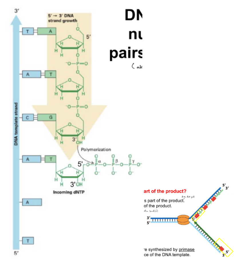 <p><strong><u>adds the complementary nucleotide</u></strong> to the template base</p><p>by <u>forming phosphodiester bond</u> b/w <mark data-color="blue" style="background-color: blue; color: inherit;">3’ OH </mark>&amp;<mark data-color="blue" style="background-color: blue; color: inherit;"> 5’-phosphate / alpha-phosphate of incoming dNTP</mark> (<strong><u>polymerization</u></strong>, via <u>phosphoryl transfer rxn</u>)</p><p>^^^ (daughter strands are made <strong><u>simultaneously</u></strong>)</p><p>^^^ dNTP as in dATP, dGTP, dCTP, dTTP</p><p>__</p><p>DNA pol. can ONLY add nucleotides to the <u>3’ OH at the 3’ end of a primer (at the primer’s 3’ end)</u></p><ul><li><p>if starting new DNA strand (5’ → 3’), then need primase to form a primer, so that primase can add the first nucleotide to initiate a strand</p></li></ul><p>primer is part of immediate product, located at the 5’ end of the synthesized DNA strand</p><p></p>
