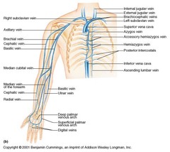 <p>Superficial medial - basilic vein</p><p>Superficial lateral - cephalic vein</p><p>Joined at cubital fossa by median cubital vein</p><p>Deep - brachial vein, formed from radial and ulnar veins</p><p>Basilic joins with brachial in front of the teres major to form axillary</p><p>Cephalic joins axillary just inferior to the clavicle</p><p>Both then join subclavian</p>