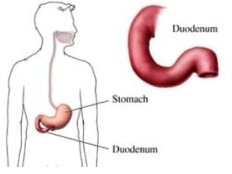 <p><strong>duodenum</strong></p>