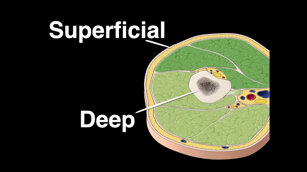 <p>closer to or at the body surface.</p><p>Example: The skin is superficial to the heart.</p>