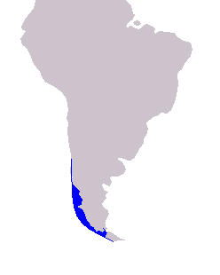 <p><strong>Chilean dolphin</strong> (<strong><em>Cephalorhynchus eutropia</em></strong>)<br>-Off the coast of Chile<br>-Dorsal fin and flippers are small in proportion to body size<br>-The throat, underside, and the closest part of the flippers to the body are white<br>-A black line connects their blowhole, eyes, and dorsal fin<br>-1.7 m<br>-<span>Small groups of around two to ten individuals</span><br><span>-Larger gatherings of up to 50 individuals are occasionally sighted</span></p>