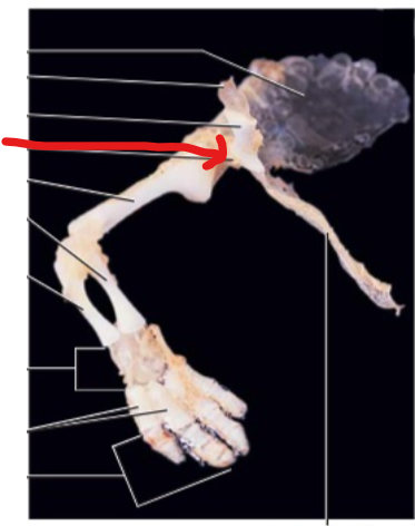 <p>The depression on the pectoral girdle with which the head of the humerus articulates.</p>