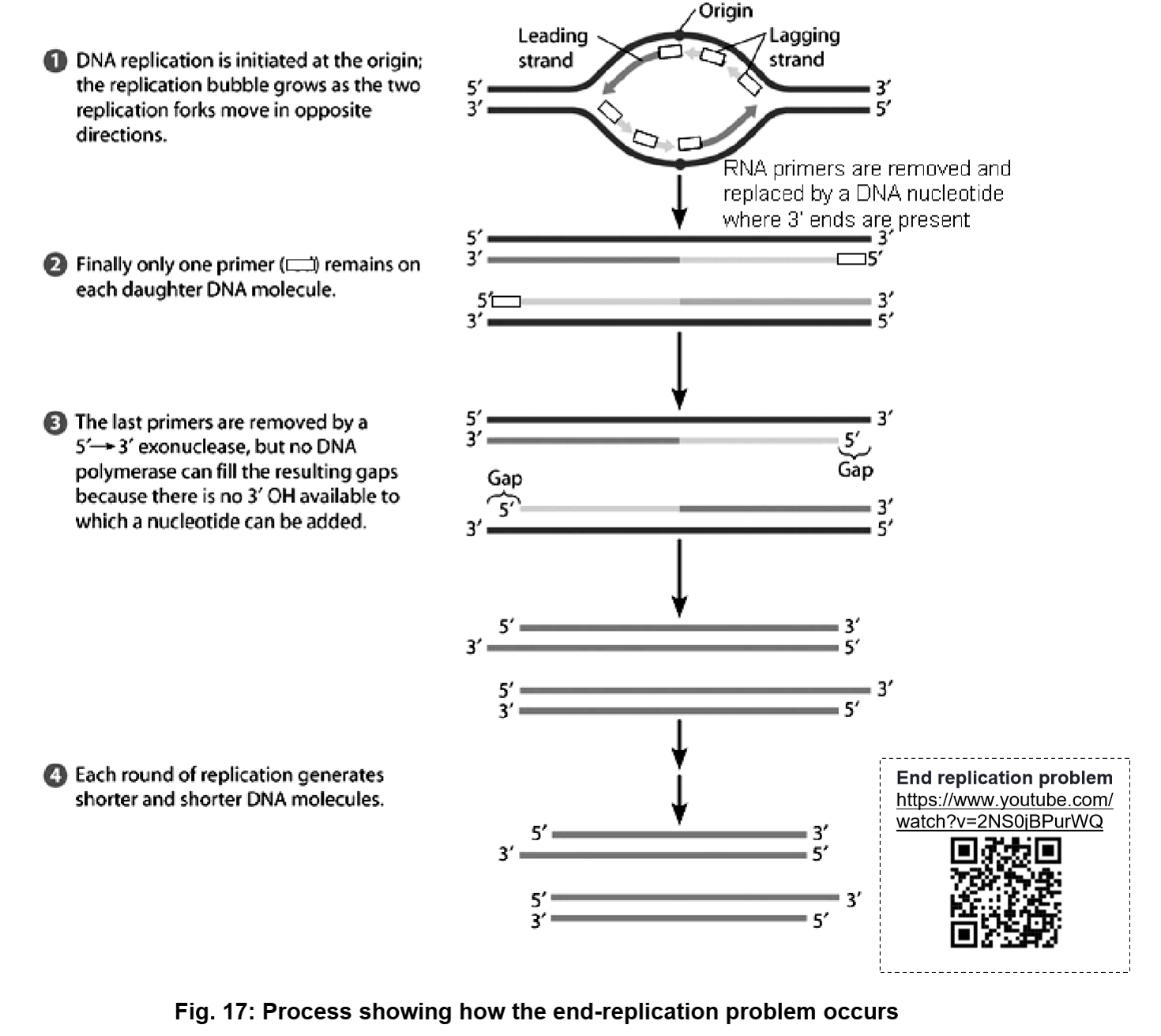 <ul><li><p>it is the shortening of DNA molecule after each round of DNA replication</p></li><li><p>this is due to a gap at the 5’ end of the daughter strand after removal of RNA primer located at the 5’ end of daughter strand</p></li><li><p>the RNA primer cannot be replaced with DNA nucleotides because there is no existing 3’–OH group available [since is the end of the strand] for DNA polymerase to add<br>deoxynucleotides</p></li><li><p>as DNA polymerase can only add deoxyribonucleotides to an existing 3’ –OH group</p></li></ul><p></p>