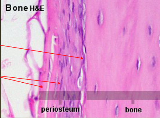 <p>Osteoprogenitor Cells</p>