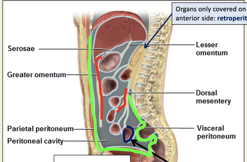<p>peritoneum</p>