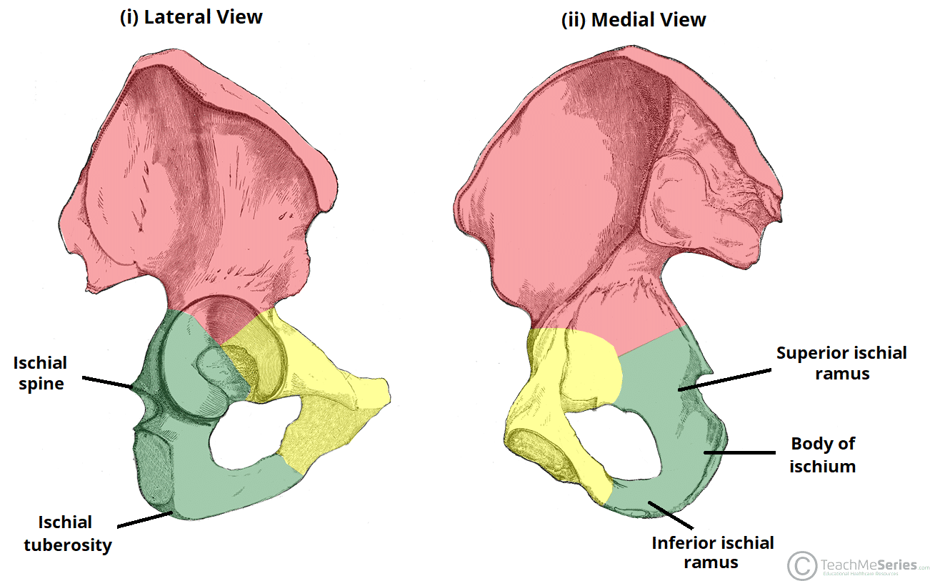 <p>A spine is a sharp or pointed projection of bone. Example: ischial spine of the hip bone.</p>