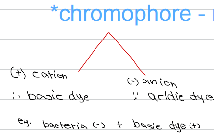 <p>c. Acidic dye</p>
