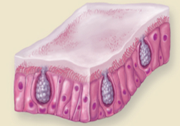 <p>Epithelium that lines the</p><ul><li><p>Nasal Cavity </p></li><li><p>Paranasal Sinuses </p></li><li><p>Nasopharynx </p></li><li><p>Trachea</p></li><li><p>Inferior Portion of Larynx</p></li><li><p>Main Bronchi</p></li><li><p>Lobar Bronchi </p></li></ul><p></p>