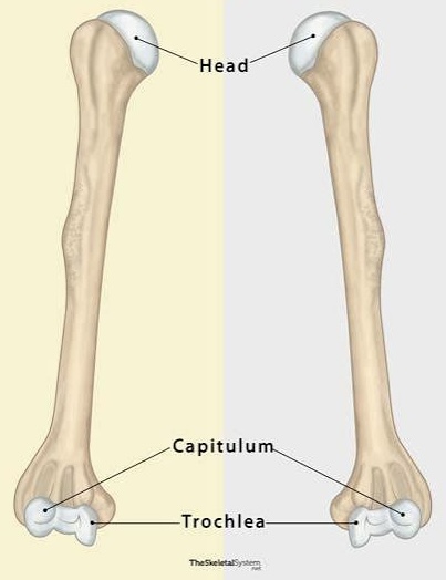 <p>Identify the right/left humerus!</p>