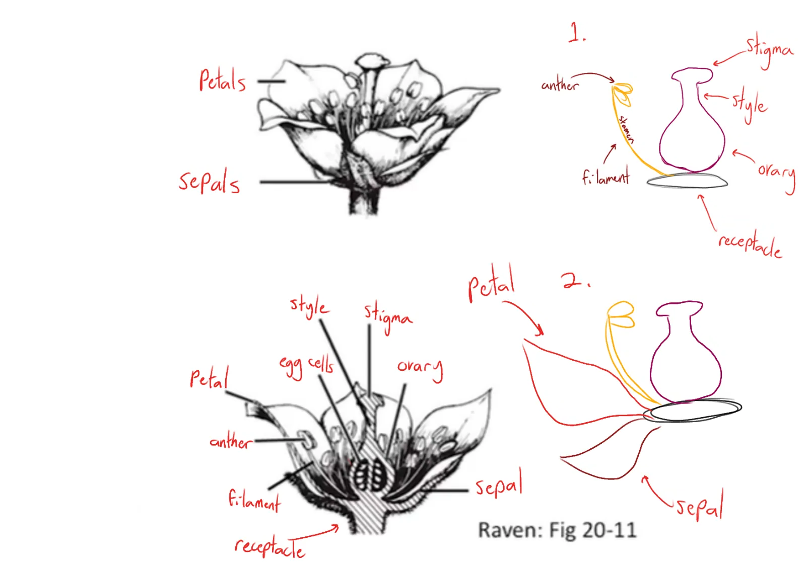<p>where the four whorls of a flower develop and emerge from</p><p></p>
