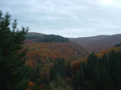 <p>This biome has a variety of flat-leaved trees that loose their leaves in the fall in order to conserve water</p>