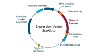 <ul><li><p><span>Strong promoter (e.g., T7)</span></p></li><li><p><span>Ribosome binding site</span></p></li><li><p><span>Selectable marker</span></p></li><li><p><span>Tag sequence (His-tag, GFP)</span></p></li><li><p><span>PolyA site</span></p></li></ul><p></p>