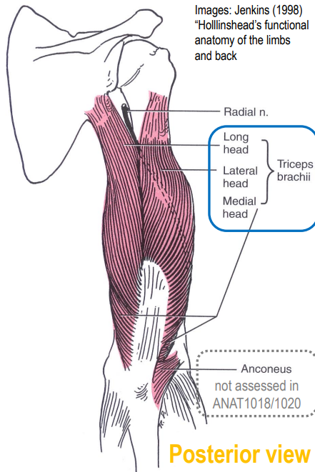<ul><li><p>triceps brachii (all heads)</p></li></ul><p></p>