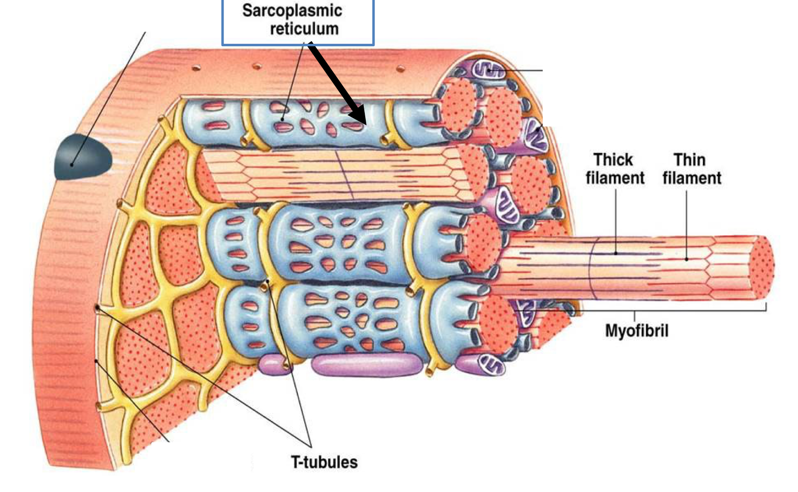 <p><u>Sarcoplasmic reticulum</u> role in sliding filament</p>