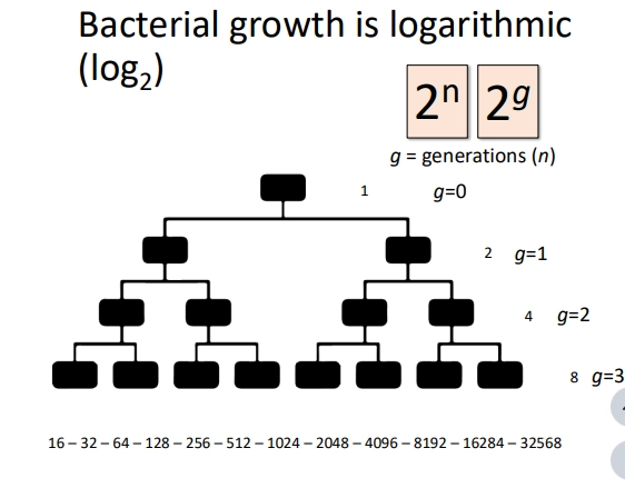 <p>(Exponential growth)</p><ul><li><p>binary fisson enables exponential growth (one becomes two, two become four, generations doubling, create double the amount of generations per round of CD) </p></li><li><p>this is logarithmic (log2) so number of cells can be represented by 2^n (n = g = generations) first cell = gen 0</p></li></ul><p></p>