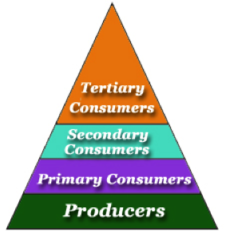 <p>levels of nourishment in a food chain</p>